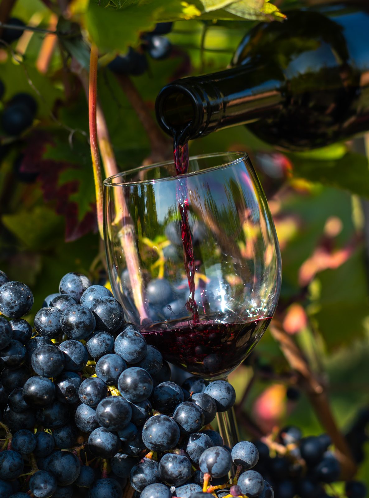 Czerwone wino z odmiany Monarch nalewane do kieliszka
