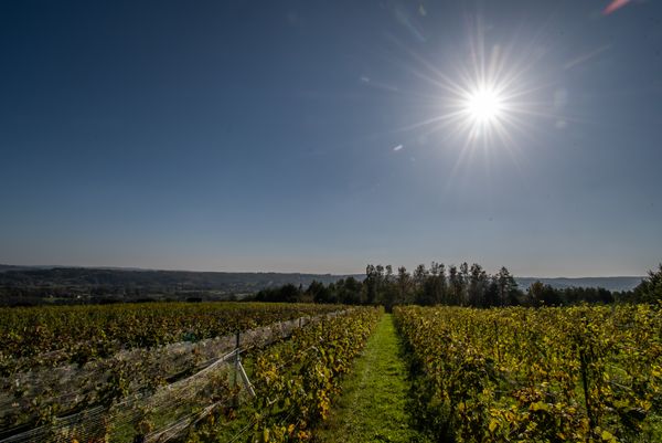 Winnica na stoku o południowym nachyleniu